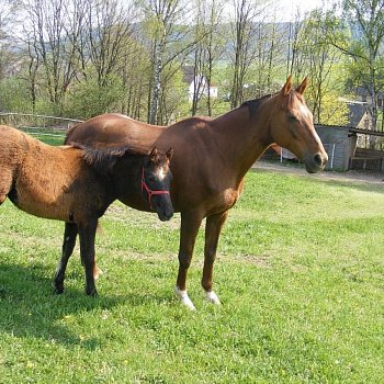 Travička zelená to je moje potěšení...