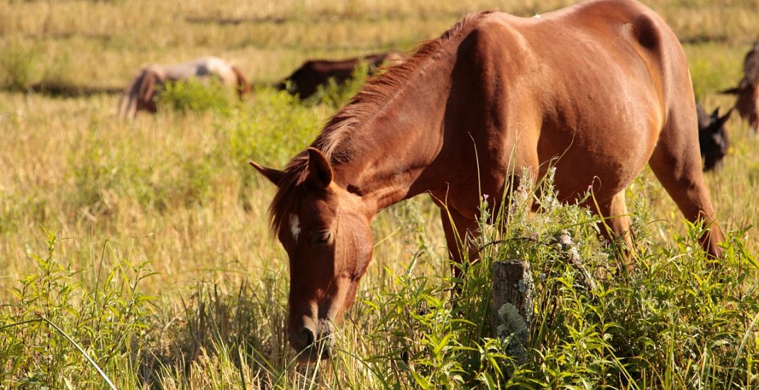 Pastevní ustájení