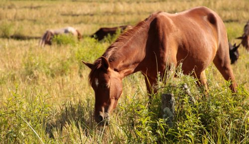 Pastevní ustájení