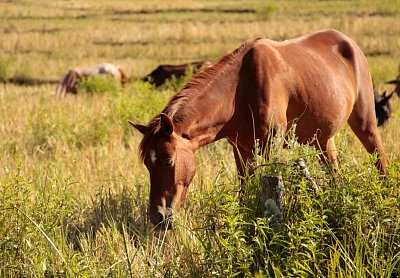 Pastevní ustájení