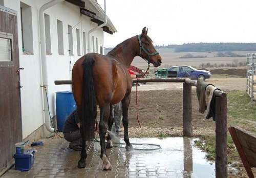 Stáj a zázemí pro klienty